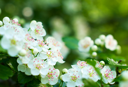 White blossoming apple trees. White apple tree flowers. Spring season, spring colors