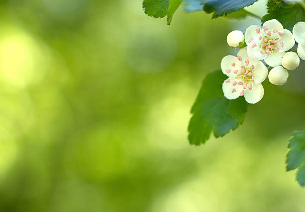 crataegus. - hawthorn flower spring single flower photos et images de collection