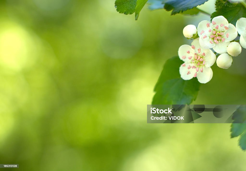 Crataegus. - Foto stock royalty-free di Ambientazione esterna