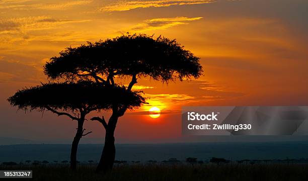 Typische Sonnenuntergang In Afrika Stockfoto und mehr Bilder von Abenddämmerung - Abenddämmerung, Afrika, Akazie