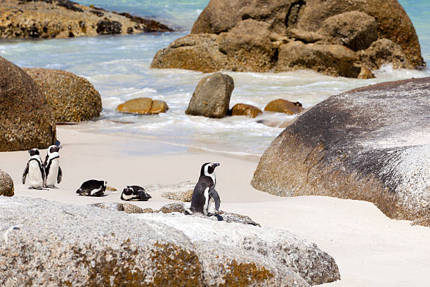 istock African Penguins Boulders Beach, Cape Town 185313256