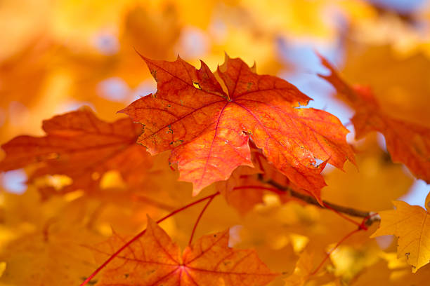 istock Color of Autumn. 185313509
