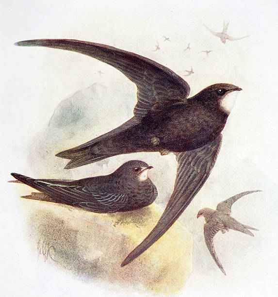 Swift Illustration 19th Century Illustration swift bird stock illustrations