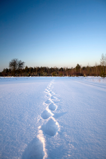 Deep footsteps in snow leading towards distant forest