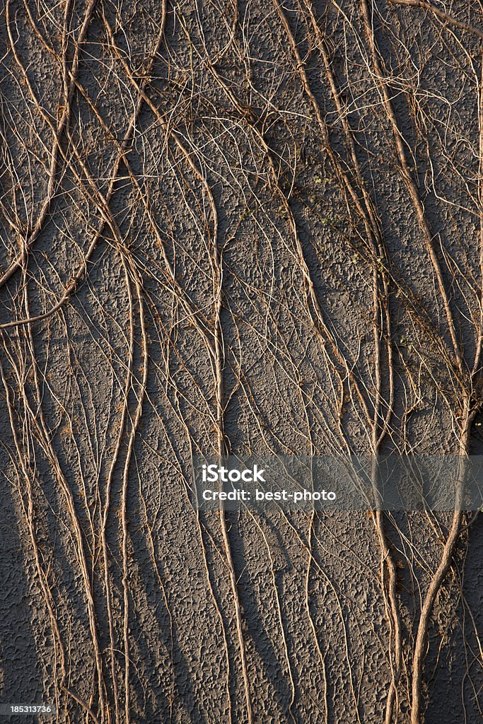 vines sur le mur - Photo de Flore libre de droits