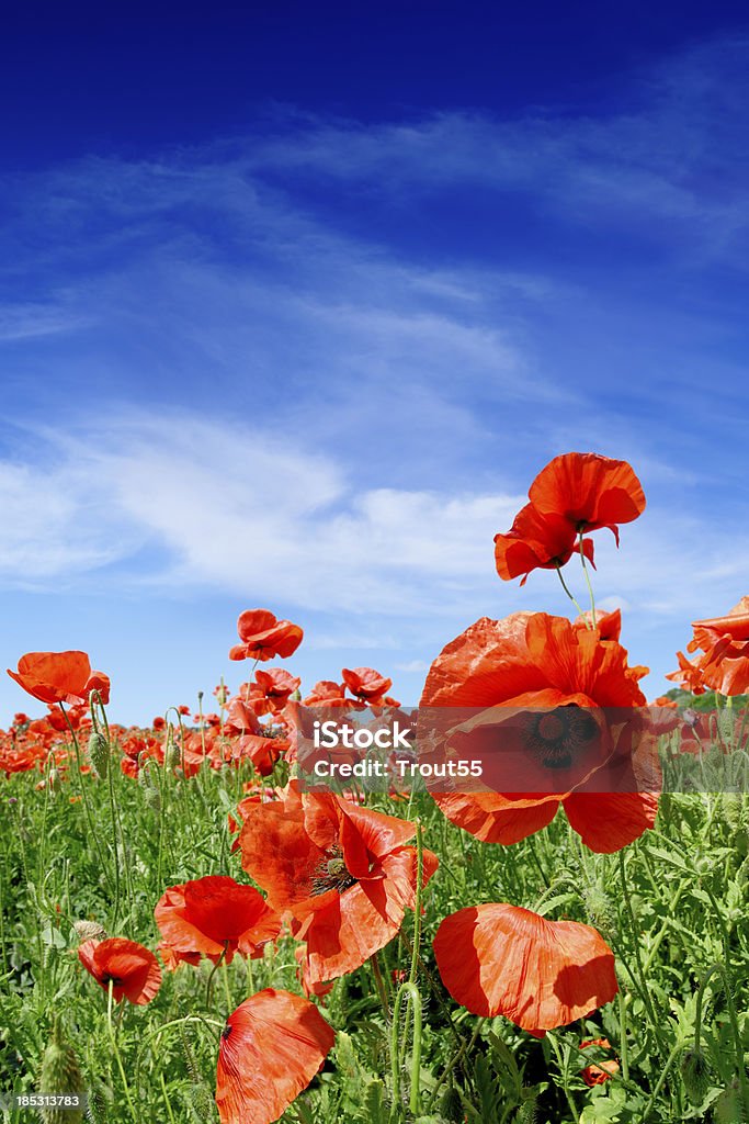 Red poppies - Lizenzfrei Blau Stock-Foto