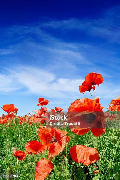 Red Poppies Stockfoto und mehr Bilder von Blau - Blau, Blume, Blütenblatt