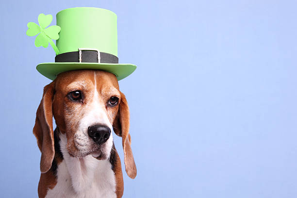 Beagle dog wearing a green Leprechaun hatSome other related images: