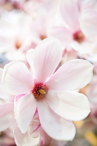 Magnolia flowersSee also: