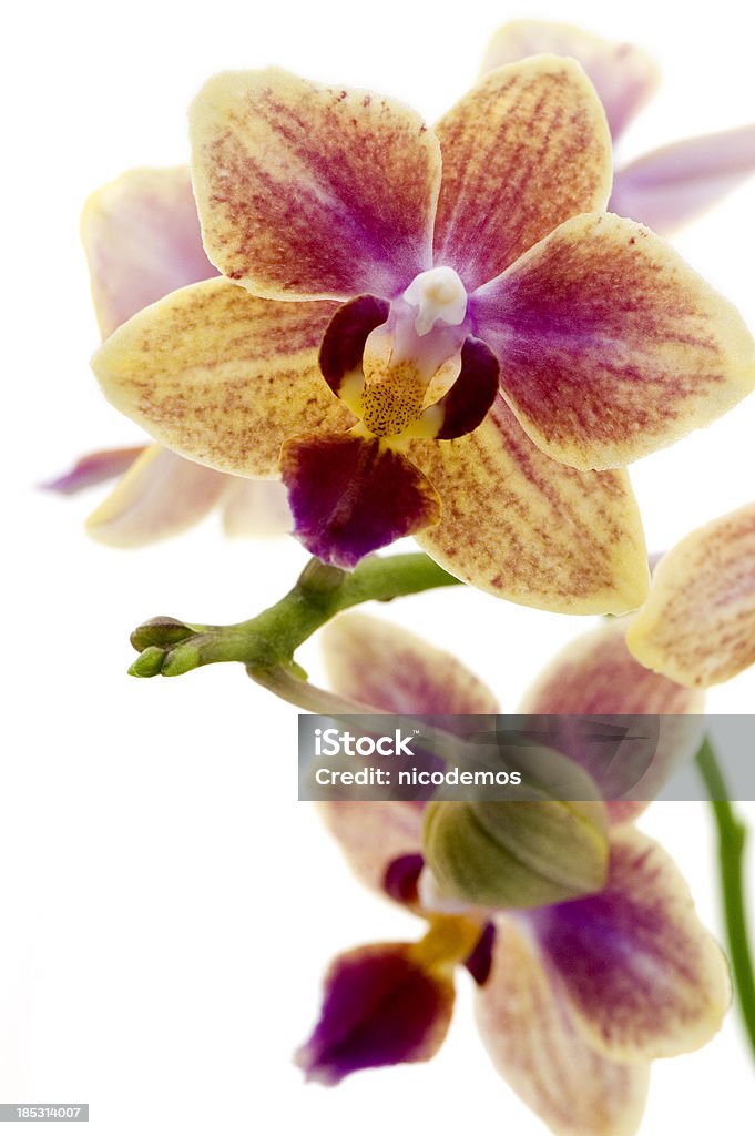 Macro of Pink-Orange Orchid Delicate Pink-Orange Orchid. White Background. Vertical Shot.Copy Space for your own text.Exclusive only at istockphoto. Orange Color Stock Photo