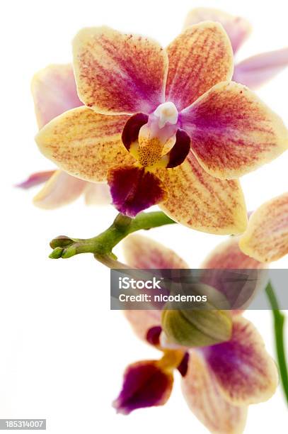 Macro Of Pinkorange Orchid Stock Photo - Download Image Now - Orange Color, Orchid, Beauty