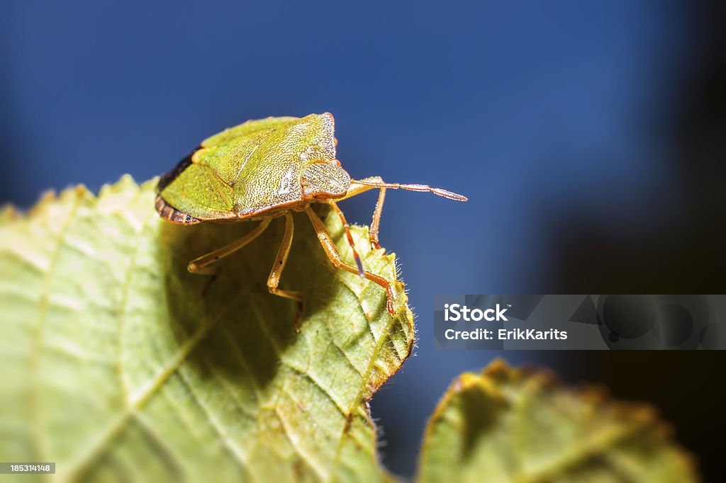 도크 버그 (Coreus marginatus - 로열티 프리 검사-보기 스톡 사진