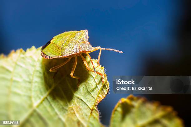 도크 버그 Coreus Marginatus 검사-보기에 대한 스톡 사진 및 기타 이미지 - 검사-보기, 계절, 곤충