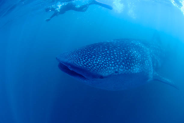 istock Snorkeler and whale shark 185314861