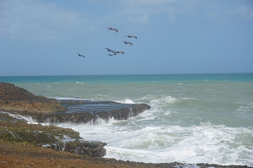Pelican birds flying over cliffs in Cabo de la Vela, La Guajira, Colombia 2020