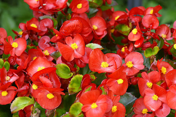 rosso begonias - begonia foto e immagini stock