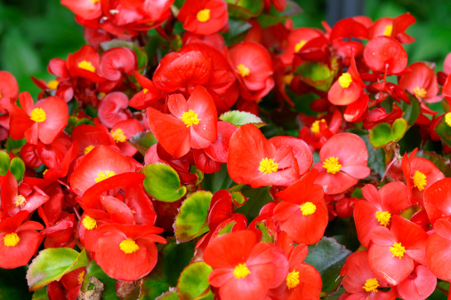 Red begonias.Please see more similar pictures of my Portfolio.Thank you!