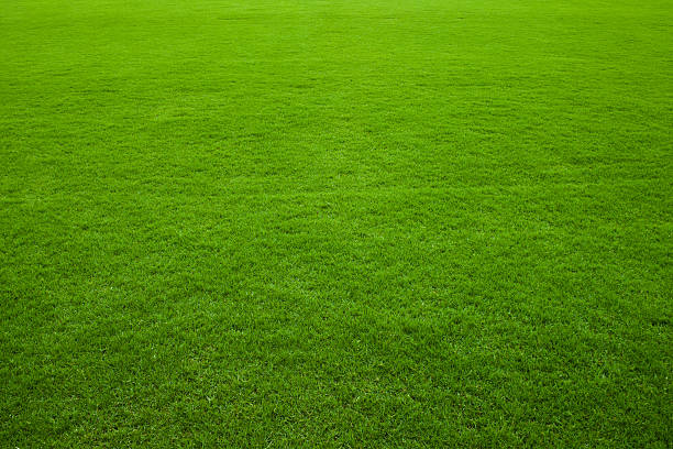 緑の芝生の背景 - 草原 ストックフォトと画像