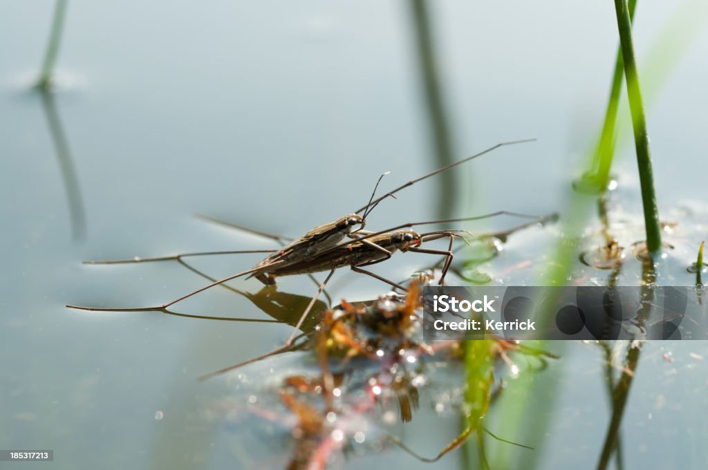 Sich paaren water strider - Lizenzfrei Fotografie Stock-Foto