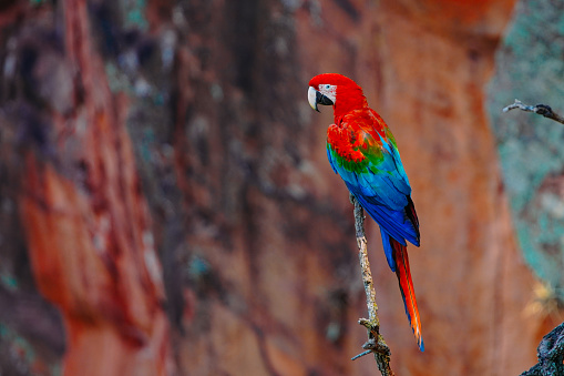 Large Scarlet Macaw on a tree in Buraco das Araras, in the city of Jardim, in the Pantanal of Mato Grosso do Sul. Buraco das Araras is one of the largest sinkholes in the world, approximately 100 meters deep and 500 meters in circumference.