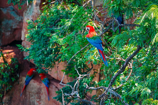 Large Scarlet Macaw on a tree in Buraco das Araras, in the city of Jardim, in the Pantanal of Mato Grosso do Sul. Buraco das Araras is one of the largest sinkholes in the world, approximately 100 meters deep and 500 meters in circumference.