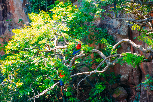Large Scarlet Macaw on a tree in Buraco das Araras, in the city of Jardim, in the Pantanal of Mato Grosso do Sul. Buraco das Araras is one of the largest sinkholes in the world, approximately 100 meters deep and 500 meters in circumference.