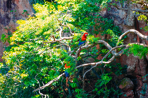 Large Scarlet Macaw on a tree in Buraco das Araras, in the city of Jardim, in the Pantanal of Mato Grosso do Sul. Buraco das Araras is one of the largest sinkholes in the world, approximately 100 meters deep and 500 meters in circumference.