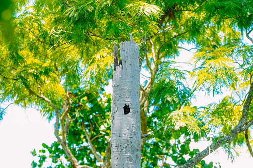 Coconut tree used by macaws to build a nest, in the city of Jardim, in the Pantanal of Mato Grosso do Sul.