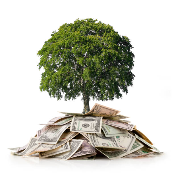 inversión y de medio ambiente. árbol en un poco de dinero. - money doesnt grow on trees money tree wealth paper currency fotografías e imágenes de stock