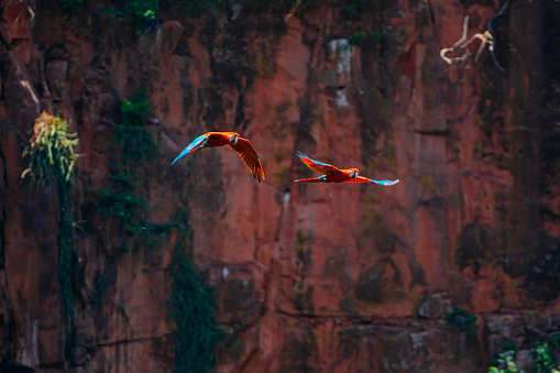 Large Scarlet Macaw couple flying inside Buraco das Araras, in the city of Jardim, in the Pantanal, Mato Grosso do Sul