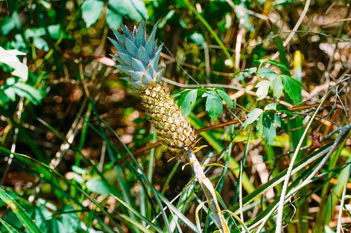 Cerrado pineapple seen during a trail in the Jardim region, in the Pantanal, in Mato Grosso do Sul.
