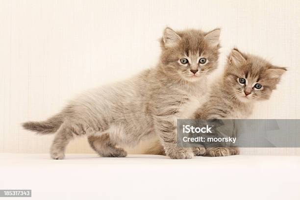 Photo libre de droit de Chatons banque d'images et plus d'images libres de droit de Animaux de compagnie - Animaux de compagnie, Animaux domestiques, Beauté