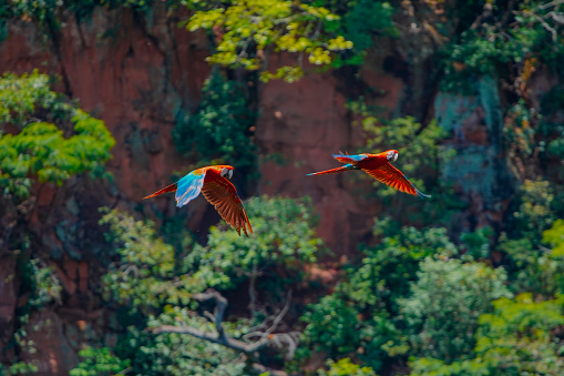 Large Scarlet Macaw couple flying inside Buraco das Araras, in the city of Jardim, in the Pantanal, Mato Grosso do Sul