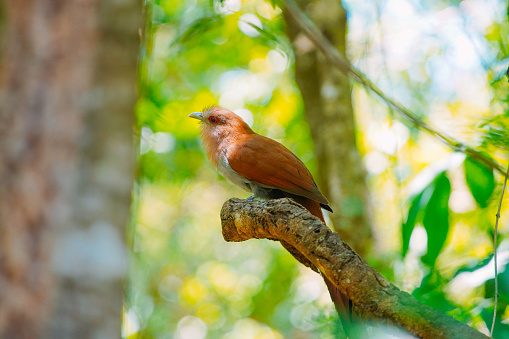 The Alma-de-gato bird is seen in nature near Buraco das Araras, in the city of Jardim, in the Pantanal of Mato Grosso do Sul.