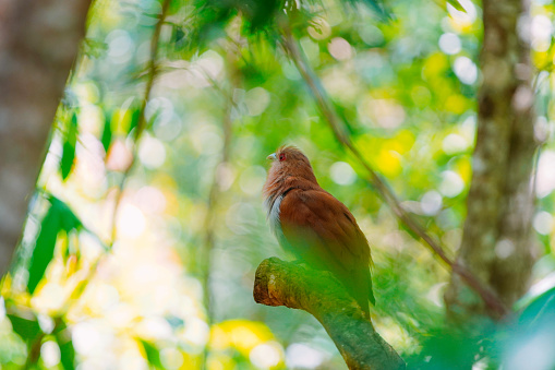 The Alma-de-gato bird is seen in nature near Buraco das Araras, in the city of Jardim, in the Pantanal of Mato Grosso do Sul.