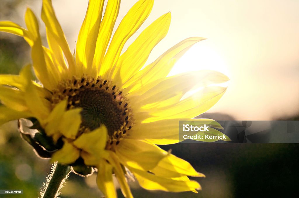 Sonnenblume vor Sonnenstrahl - Lizenzfrei August Stock-Foto