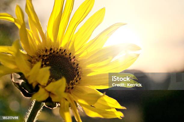 Sonnenblume Vor Sonnenstrahl Stockfoto und mehr Bilder von August - August, Baumblüte, Blume