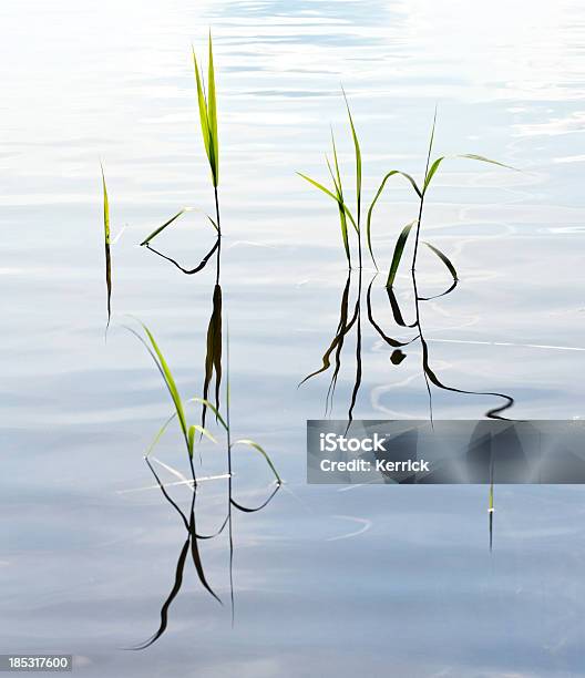 Reed In Einem Teich Stockfoto und mehr Bilder von Fisch - Fisch, Fotografie, Gleichgewicht