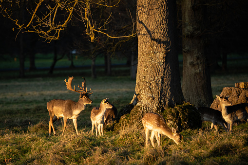 a stag with family of deer standing in the winter sunshine, at Phoenix Park, Dublin, with strong sunbeams illuminating the deer. The area is filled with grass and trees. This is a popular tourist attraction in Dublin.