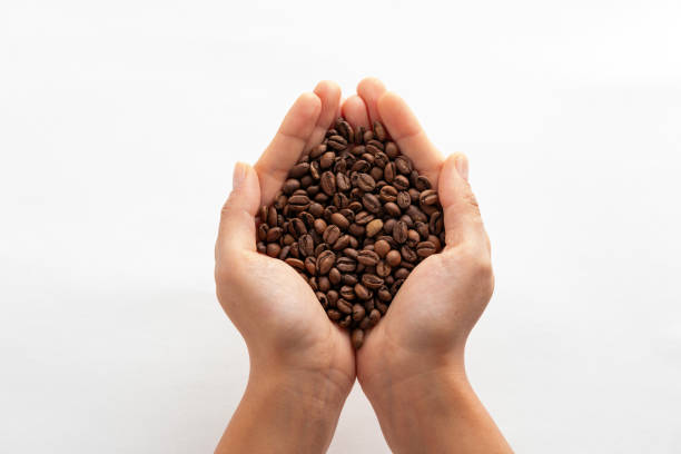 hands holding  freshly-picked red coffee beans, shiny and wet.