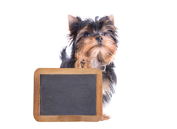istock Yorkshire Terrier with her Paw on a Chalkboard 185317962