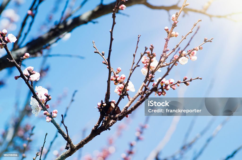 Flores de damasco de flores selvagens da primavera - Foto de stock de Abril royalty-free