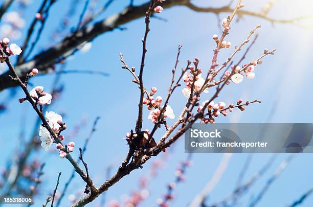 Foto de Flores De Damasco De Flores Selvagens Da Primavera e mais fotos de stock de Abril - Abril, Alimentação Saudável, Azul