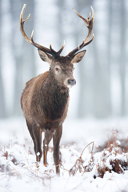 cervo na neve - red deer animal mammal wildlife imagens e fotografias de stock