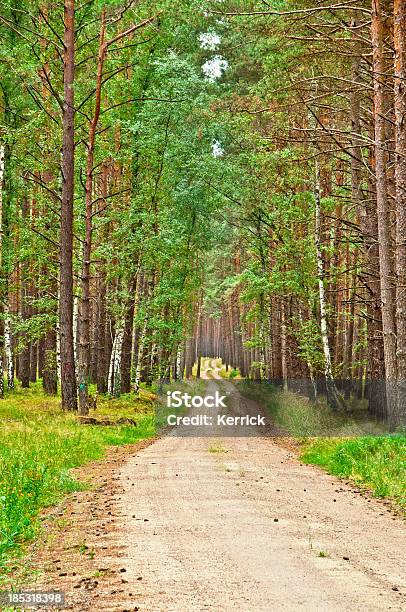 Sandy Straße Trog Pine Forest Stockfoto und mehr Bilder von Baum - Baum, Braun, Deutschland