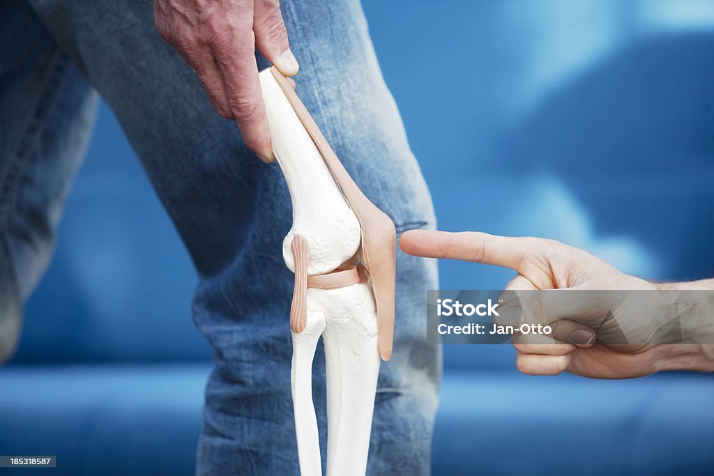 Human knee joint Artificial model of a knee joint. A finger pointing at the patella. XXL size image. Cartilage Stock Photo