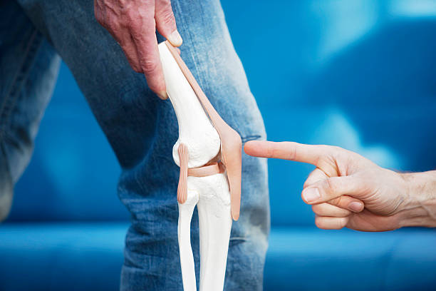 Human knee joint Artificial model of a knee joint. A finger pointing at the patella. XXL size image. cartilage photos stock pictures, royalty-free photos & images
