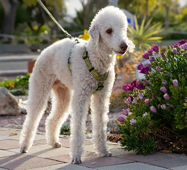 Backlit portrait of a well groomed Bedlington Terrier standing on a lead beside colourful flowers.