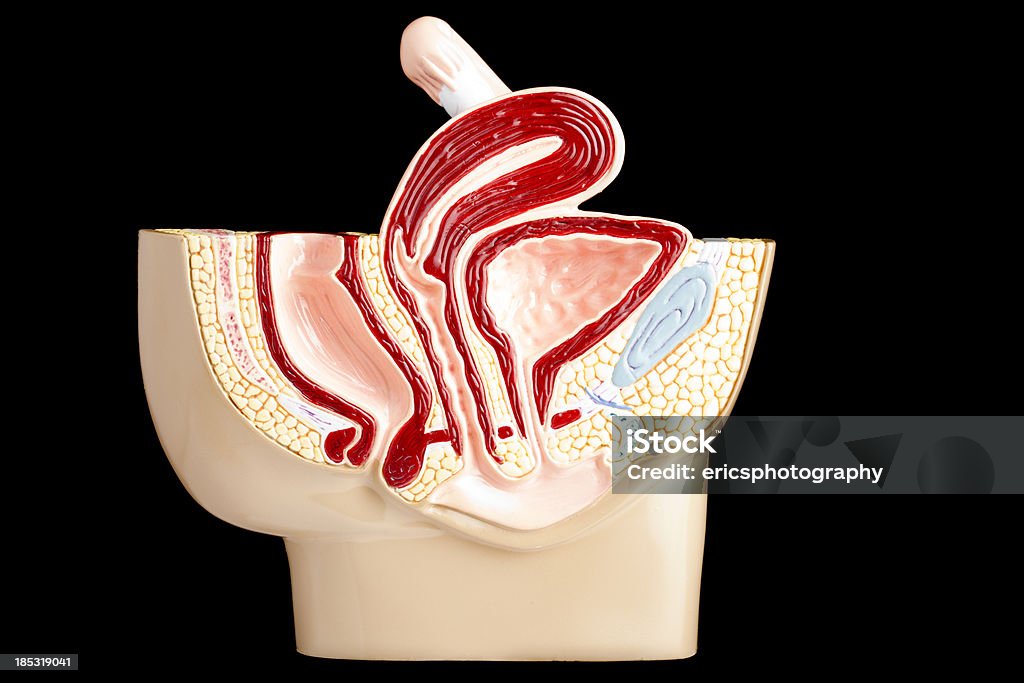 Modello femmina pelvi - Foto stock royalty-free di Vagina