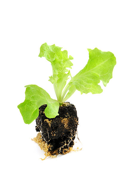 Seedling of Lollo Bionda Lettuce Salat on isolated on white background.